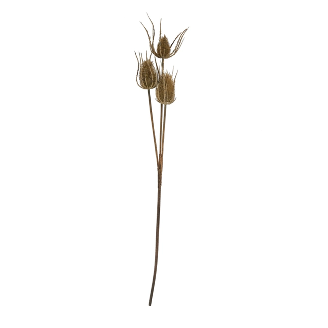 Additional Image for Large Brown Triple Teasle Stem
