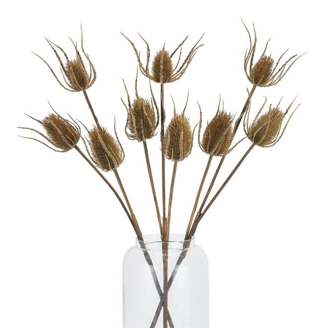 Additional Image for Large Brown Triple Teasle Stem