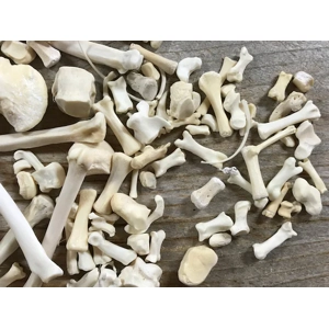 Bones