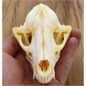 Animal Skull