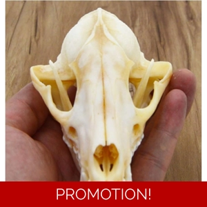 Animal Skull
