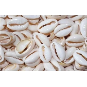 Cowrie Shells (25)
