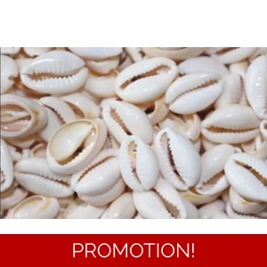 Cowrie Shells (25)