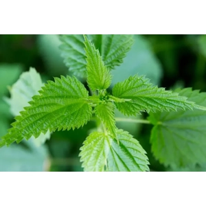 Dried Nettle Leaf