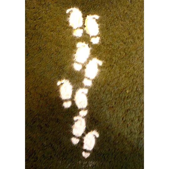 Elf Footprints