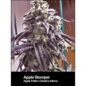 Apple Stomper
