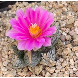 10 x Ariocarpus Fissuratus Seeds 2024