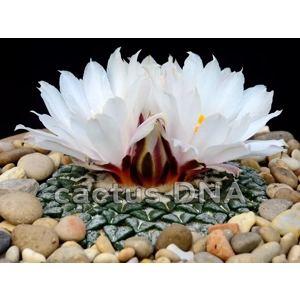 Ariocarpus Kotschoubeyanus var. albiflorus 10 seeds