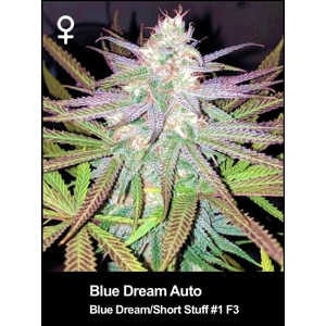 Blue Dream Auto