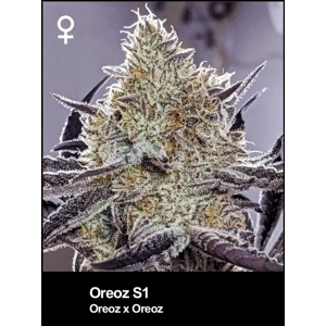 Oreoz Feminized Seed