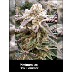 Platinum Ice Feminized Seed