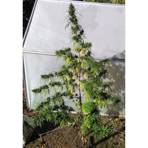 Kumaon Himalayan Multipurpose Landrace