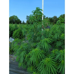 Nepali Multi-Purpose Himalayan Landrace