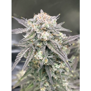 Oreoz Auto Feminized