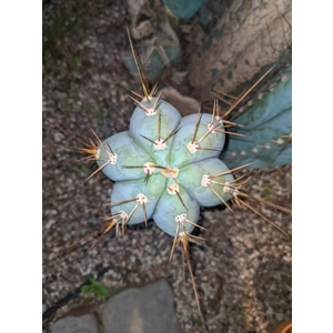 Echinopsis Chucks Giant Macrogonis X Volianus v12 15 seeds