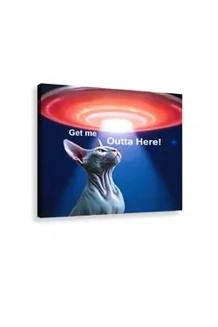 Get Me Outta Here Sphyn.. Get Me Outta Here Sphyn..