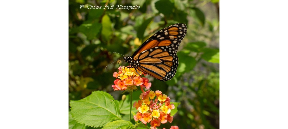 Monarch Butterfly