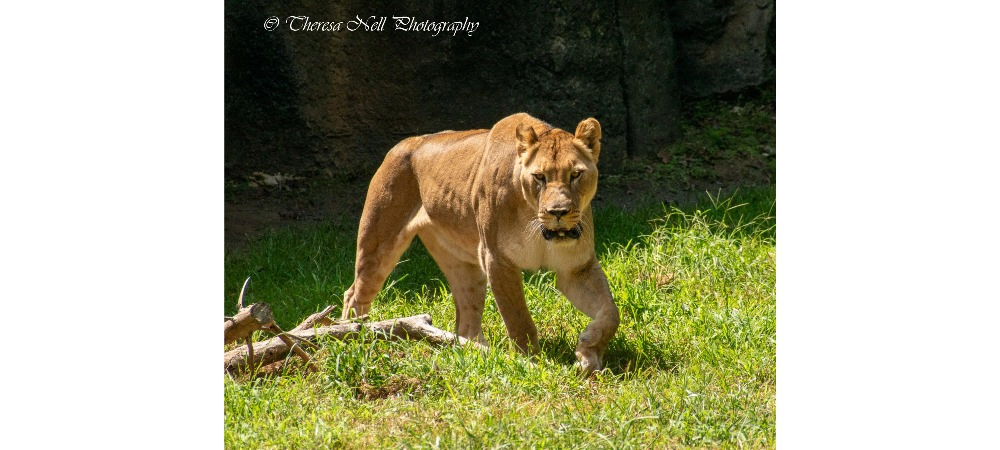 Female African Lion