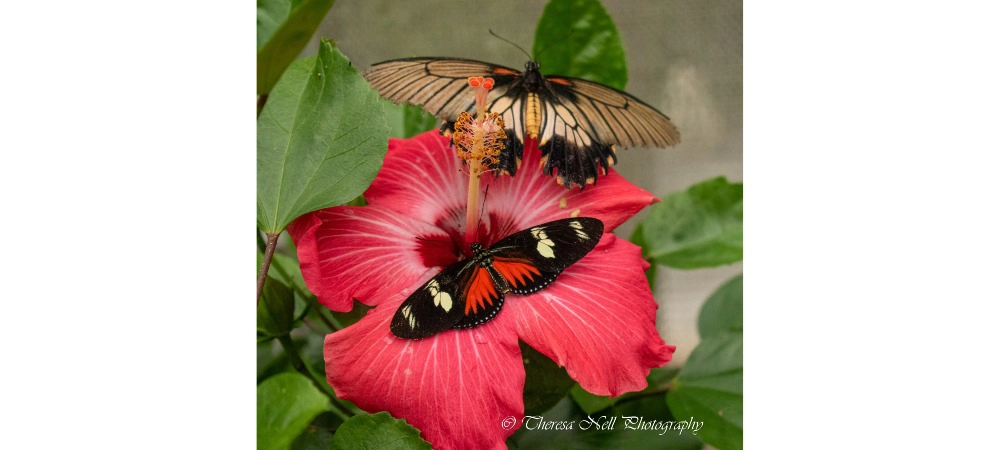 Common Mormon and Red Postman Butterfly on Red Hibiscus Flower