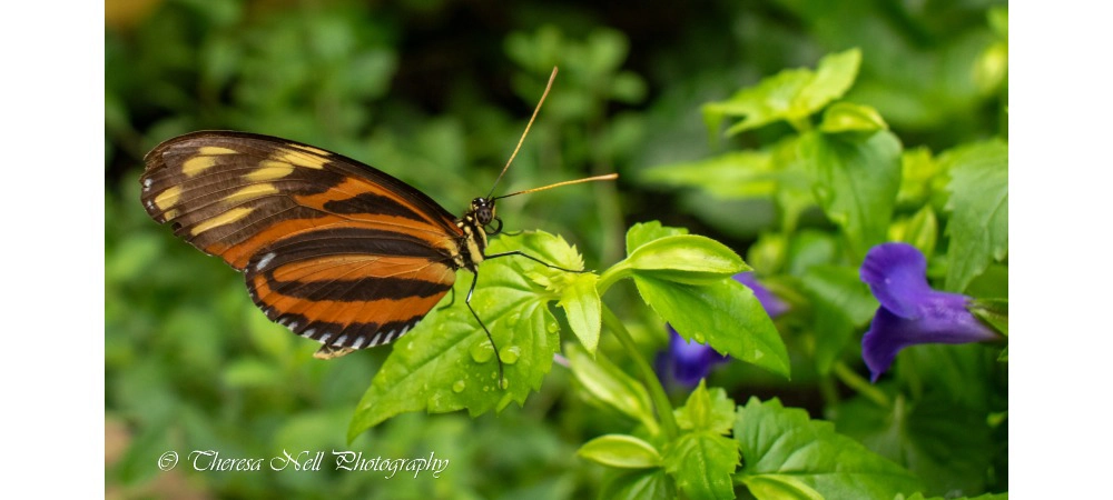 Harmonia Tiger Wing Butterfly