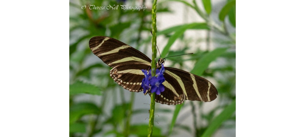 Zebra Longwing Butterfly