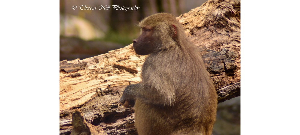 Hamadryas Baboon