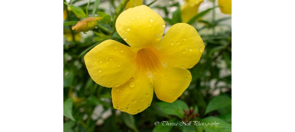 Bush Allamanda Flower