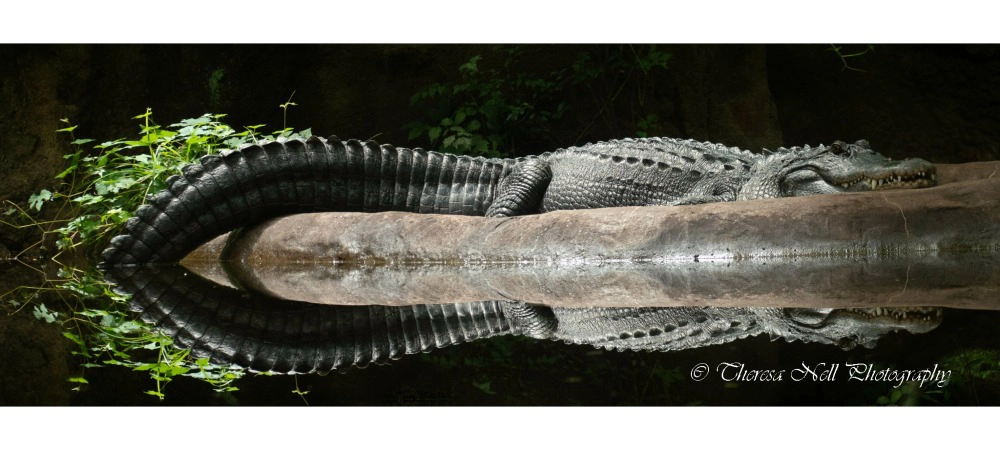 American Alligator