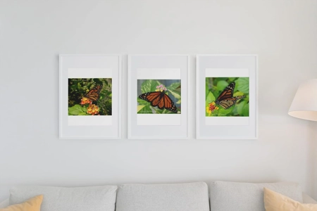 3 Pack Monarch Butterfly 5X7