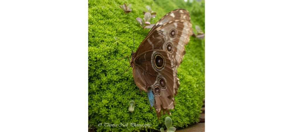 Common Blue Morpho Butterfly