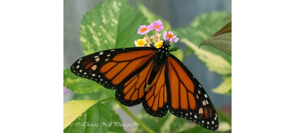 Monarch Butterfly