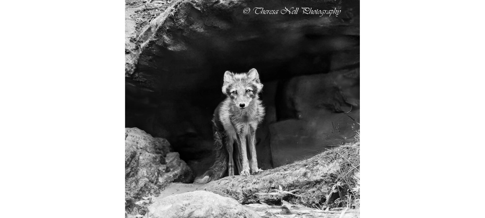 Arctic Fox - Black and White