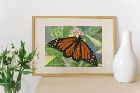 3 Pack Monarch Butterfly 5X7