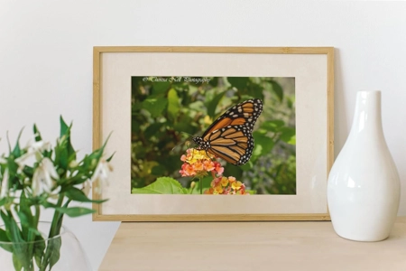 3 Pack Monarch Butterfly 5X7