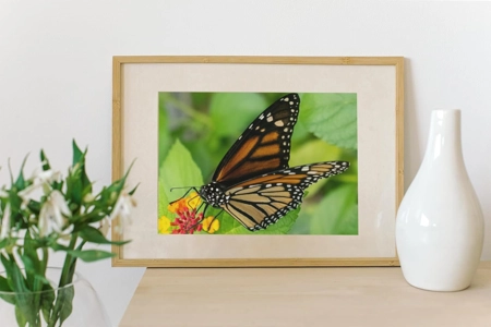 3 Pack Monarch Butterfly 5X7