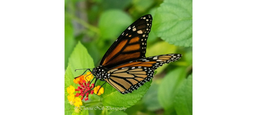 Monarch Butterfly