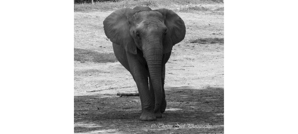 African Elephant