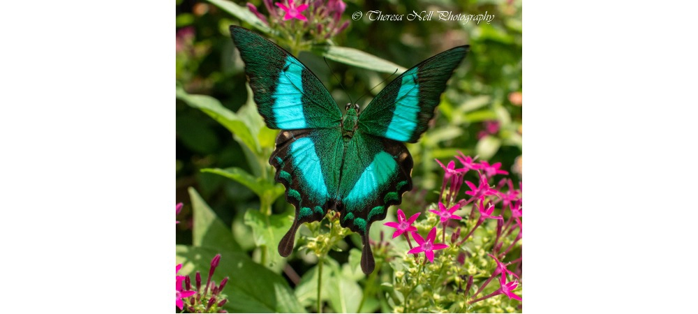 Emerald Swallowtail Butterfly