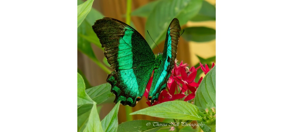 Emerald Swallowtail Butterfly