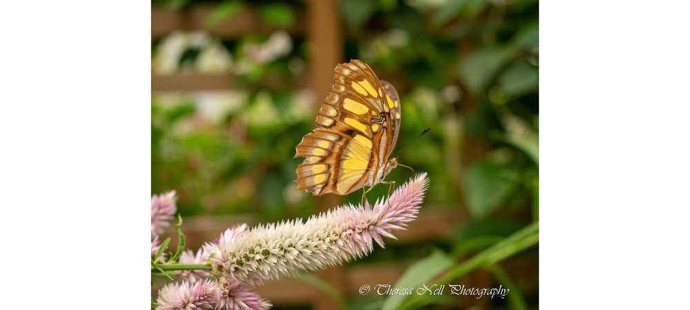 Malachite Butterfly