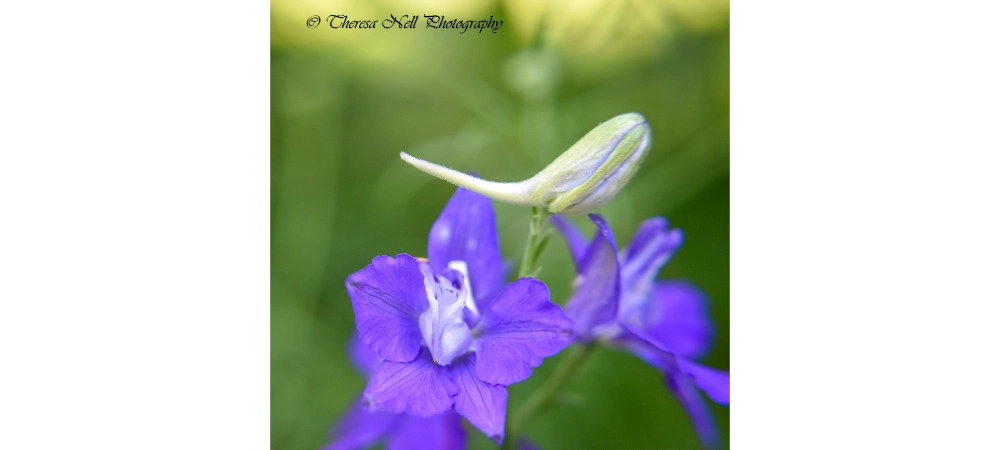 Eastern Larkspur Flower