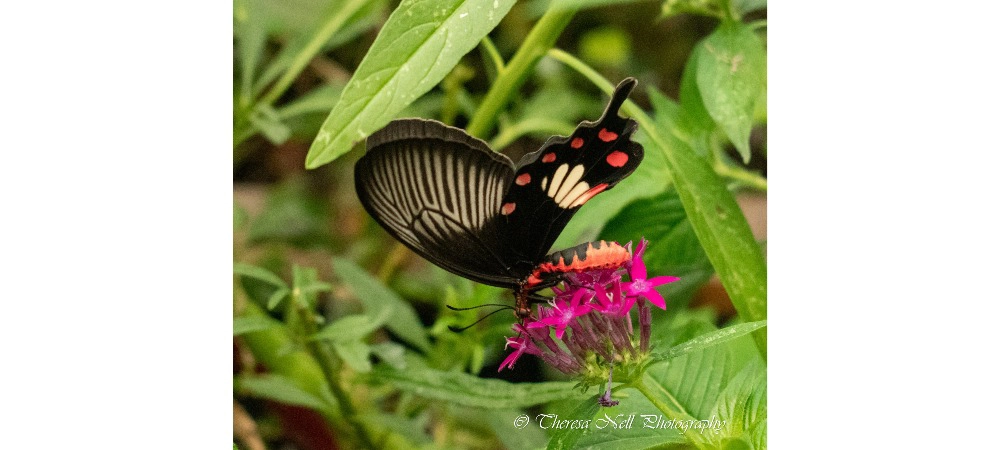 Rose Swallowtail butterfly