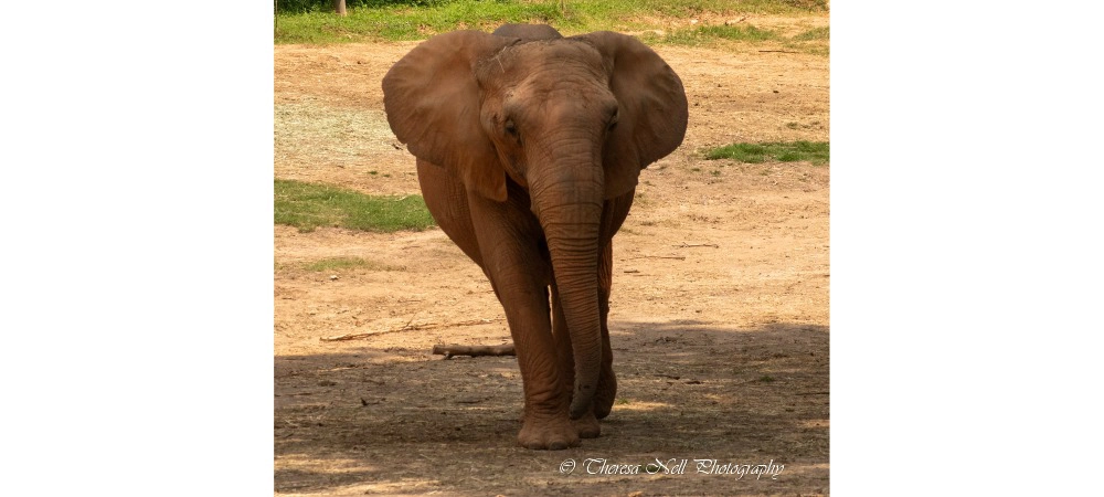 African Elephant