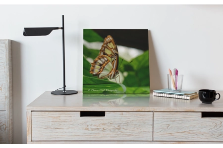 Malachite Butterfly 2