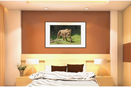 Female African Lion 1