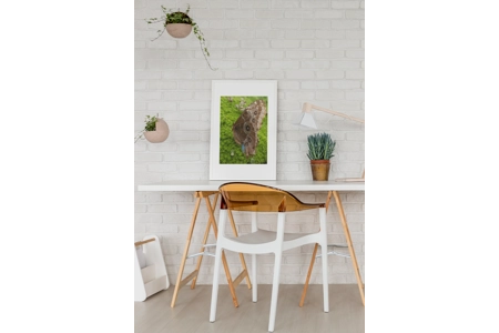 Common Blue Morpho Butterfly