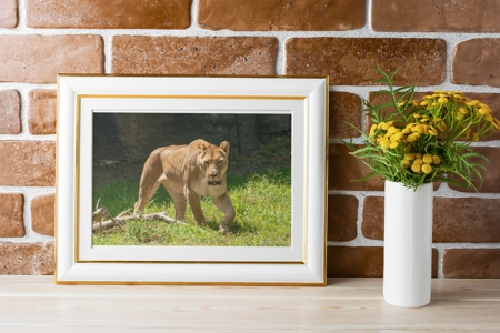 Female African Lion 1