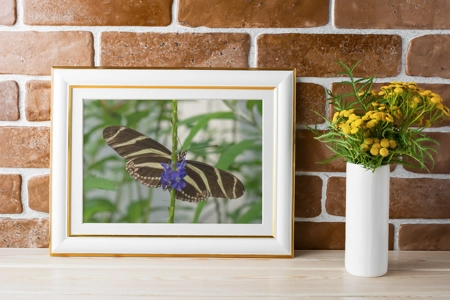 Zebra Long Wing Butterfly