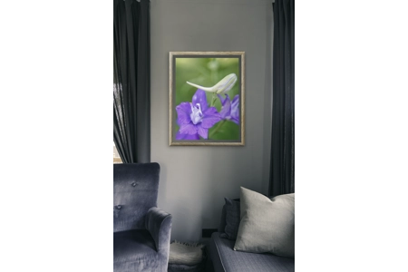 Eastern Larkspur Flower 1