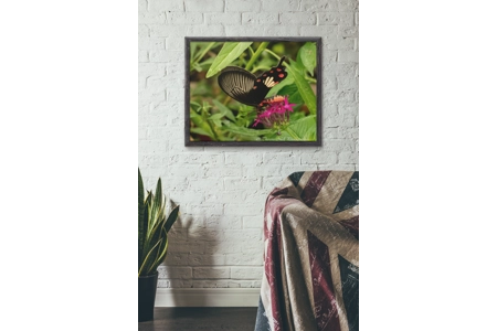 Common Rose Swallowtail 2